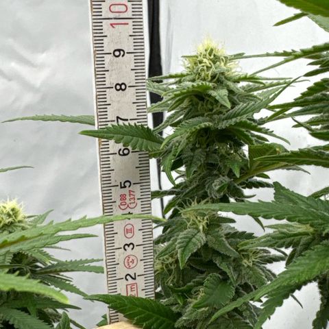 Wedding Cheesecake growlog timeline photo