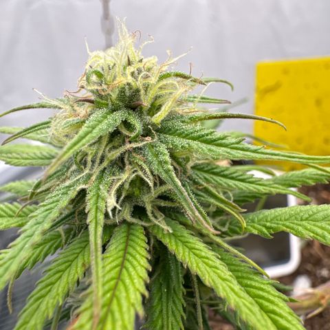 👍 Joey 4 RIP Enharda Rum  growlog timeline photo