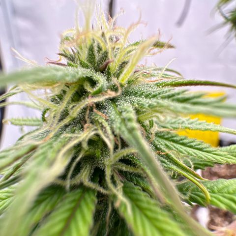 👍 Joey 4 RIP Enharda Rum  growlog timeline photo