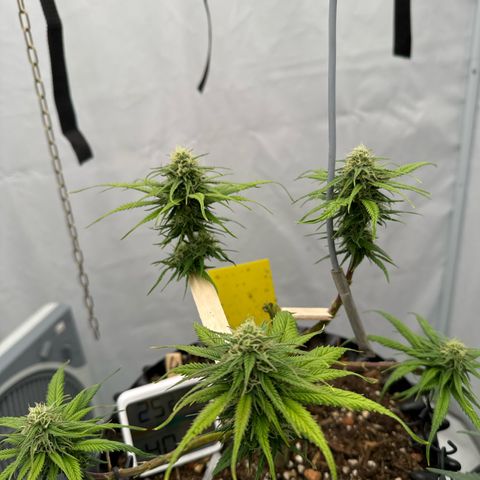 👍 Joey 4 RIP Enharda Rum  growlog timeline photo