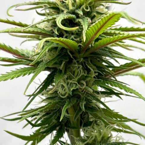 👍 Joey 4 RIP Enharda Rum  growlog timeline photo