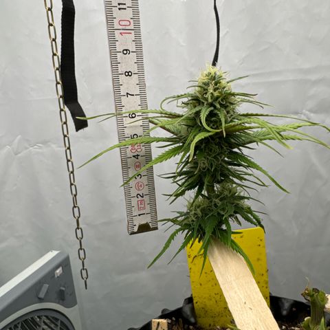 👍 Joey 4 RIP Enharda Rum  growlog timeline photo