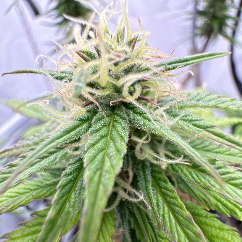👍 Joey 4 RIP Enharda Rum  growlog timeline photo