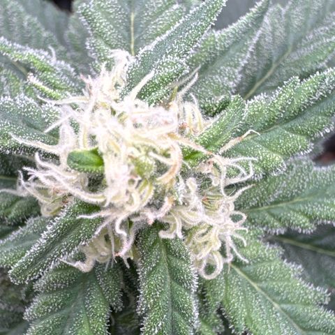 SexBud growlog timeline photo