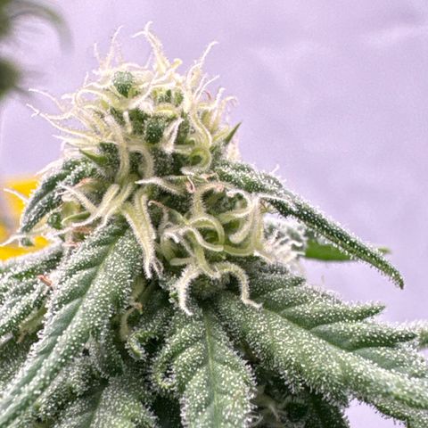 SexBud growlog timeline photo