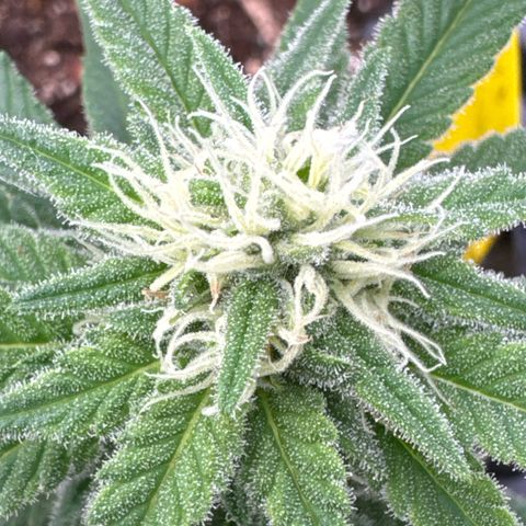 Wedding Cheesecake growlog timeline photo