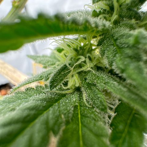Wedding Cheesecake growlog timeline photo