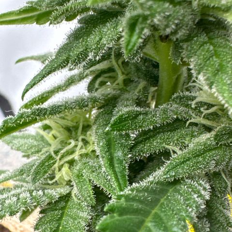 Wedding Cheesecake growlog timeline photo