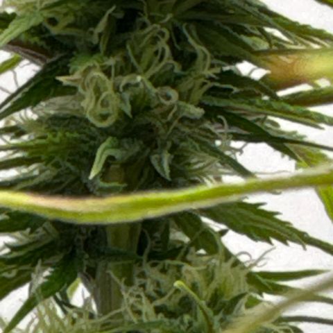 👍 Joey 4 RIP Enharda Rum  growlog timeline photo