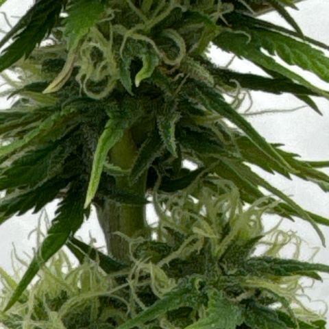 👍 Joey 4 RIP Enharda Rum  growlog timeline photo
