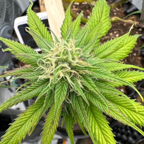 👍 Joey 4 RIP Enharda Rum  growlog timeline photo