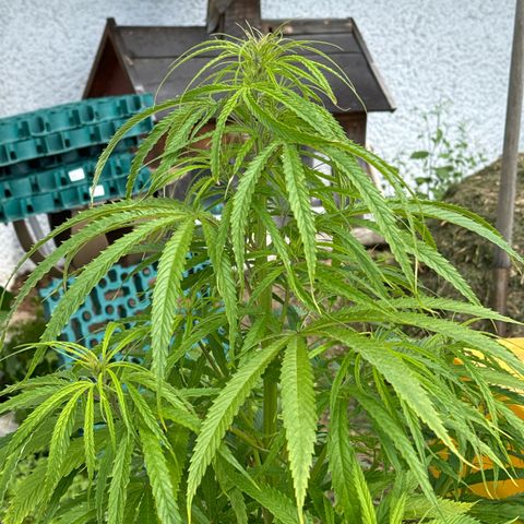 👍 Joey 5 RIP Enharda Rum  growlog timeline photo