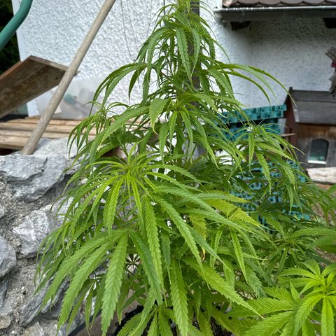 👍 Joey 5 RIP Enharda Rum  growlog timeline photo