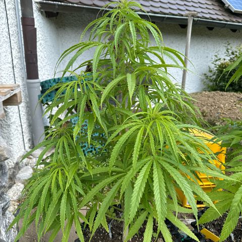 👍 Joey 5 RIP Enharda Rum  growlog timeline photo
