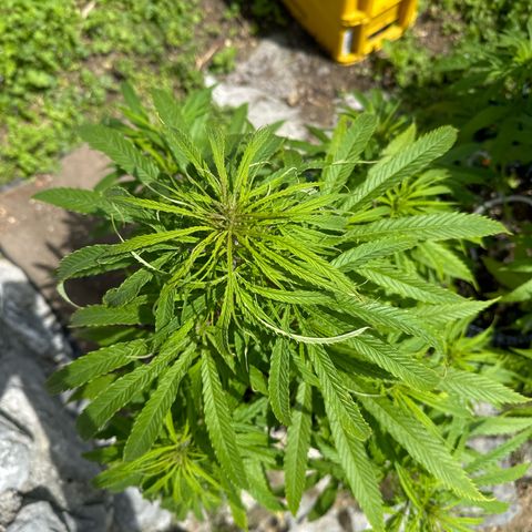 👍 Joey 5 RIP Enharda Rum  growlog timeline photo