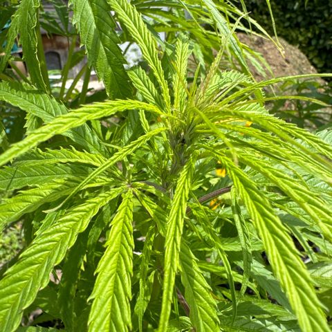 👍 Joey 5 RIP Enharda Rum  growlog timeline photo