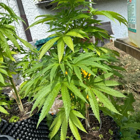Northern Lights growlog timeline photo