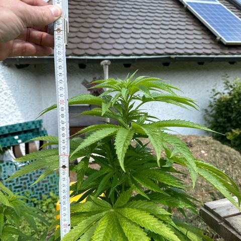 Northern Lights growlog timeline photo