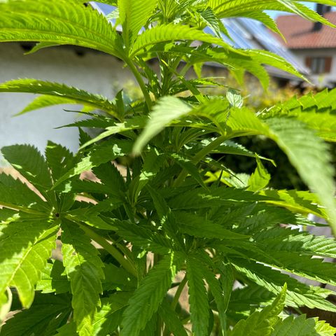 Northern Lights growlog timeline photo