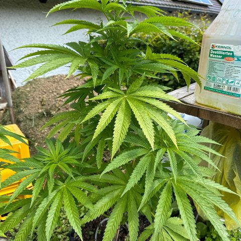 Northern Lights growlog timeline photo