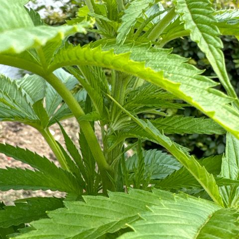 Northern Lights growlog timeline photo