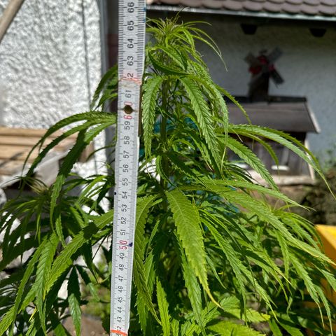 👍 Joey 5 RIP Enharda Rum  growlog timeline photo