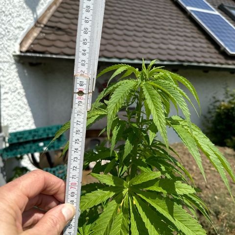 Shining Silver Haze growlog timeline photo