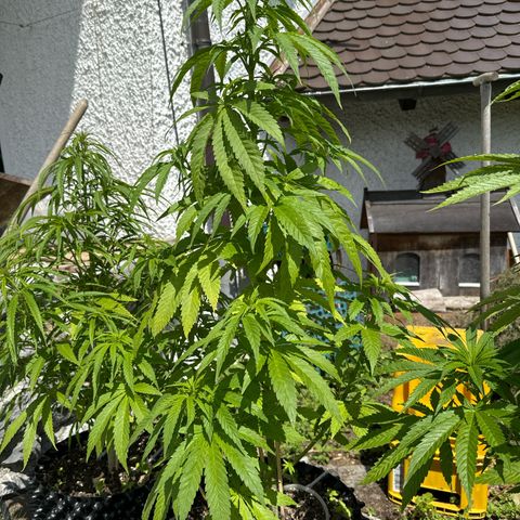 Shining Silver Haze growlog timeline photo