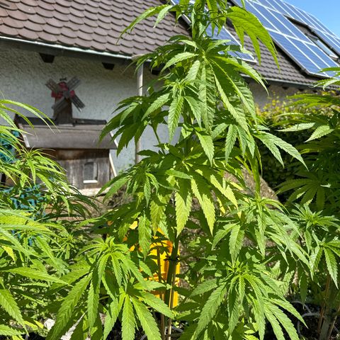 Shining Silver Haze growlog timeline photo