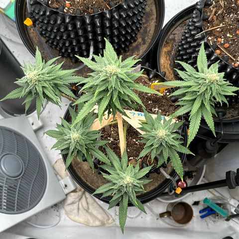 SexBud growlog photo:  Meine kleinen Hagel pfeifen  🫶