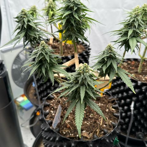 SexBud growlog photo:  Meine kleinen Hagel pfeifen  🫶