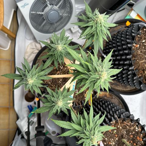 SexBud growlog photo:  Meine kleinen Hagel pfeifen  🫶