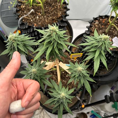 SexBud growlog photo:  Meine kleinen Hagel pfeifen  🫶