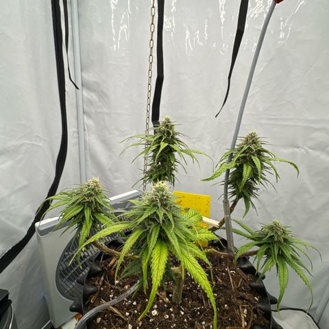 👍 Joey 4 RIP Enharda Rum  growlog timeline photo
