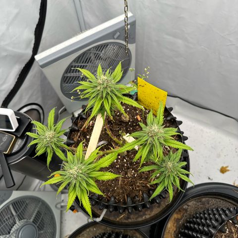 👍 Joey 4 RIP Enharda Rum  growlog timeline photo