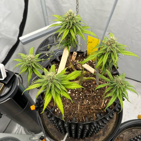 👍 Joey 4 RIP Enharda Rum  growlog timeline photo