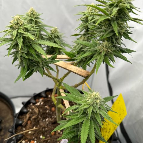 Wedding Cheesecake growlog timeline photo