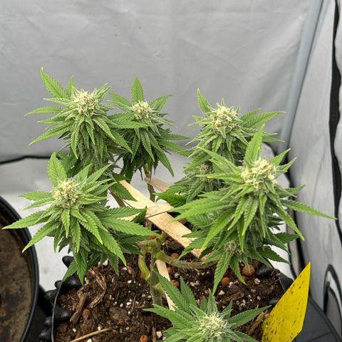 Wedding Cheesecake growlog timeline photo