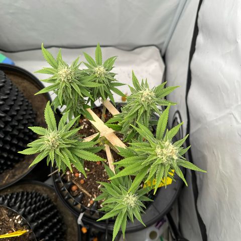 Wedding Cheesecake growlog timeline photo