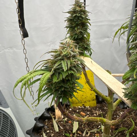 👍 Joey 4 RIP Enharda Rum  growlog timeline photo