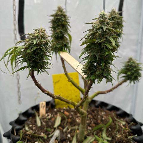 👍 Joey 4 RIP Enharda Rum  growlog timeline photo