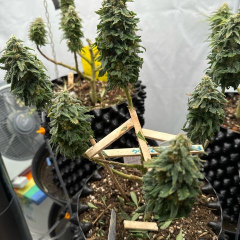 SexBud growlog timeline photo
