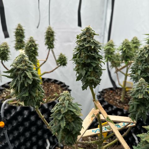 SexBud growlog timeline photo