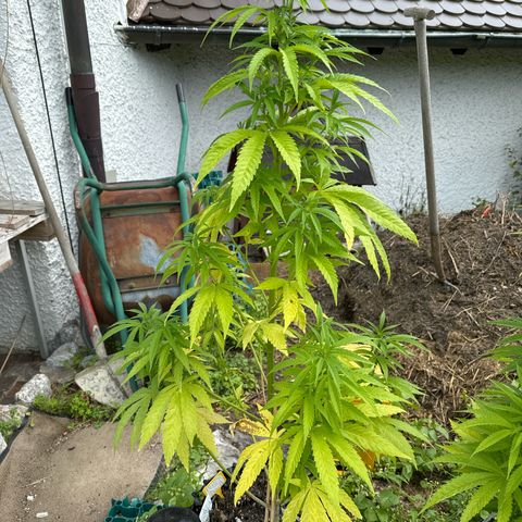 Shining Silver Haze growlog photo:  Gefällt mir nicht ganz so gut mit den gelben Blättern. Aber sie befindet sich in der vor Blüte.