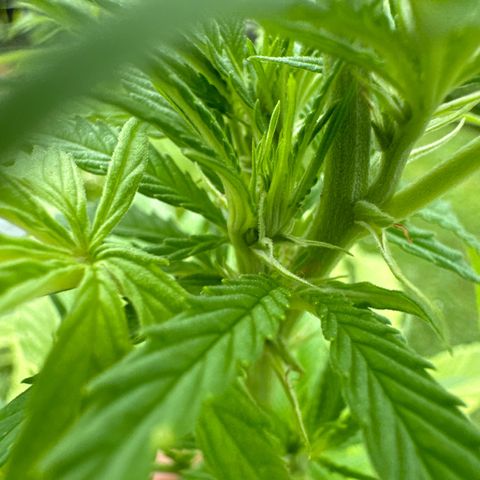 Shining Silver Haze growlog timeline photo