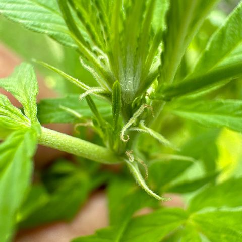 Shining Silver Haze growlog timeline photo