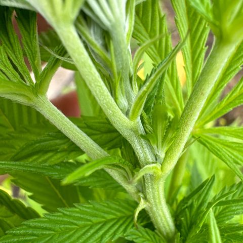 Northern Lights growlog timeline photo
