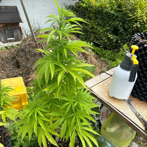 Northern Lights growlog photo:  Hat auch leichte Ansätze für gelbe Blätter . Ist ganz am Anfang der vor Blüte.