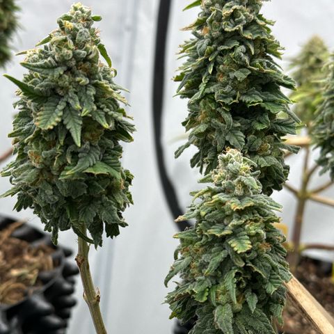 SexBud growlog timeline photo