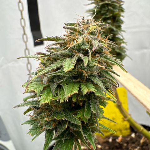 👍 Joey 4 RIP Enharda Rum  growlog timeline photo